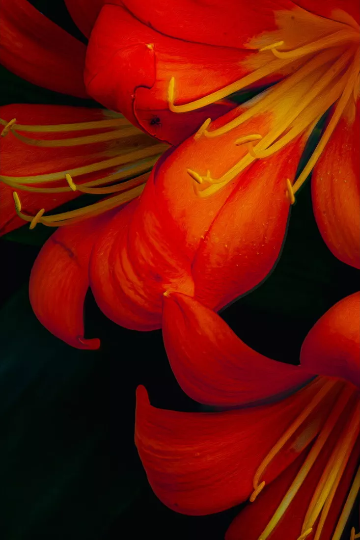 Oranje bloemen van dichtbij met geplooide bloemblaadjes, gele meeldraden en een klein spinnetje, tegen zwart.
