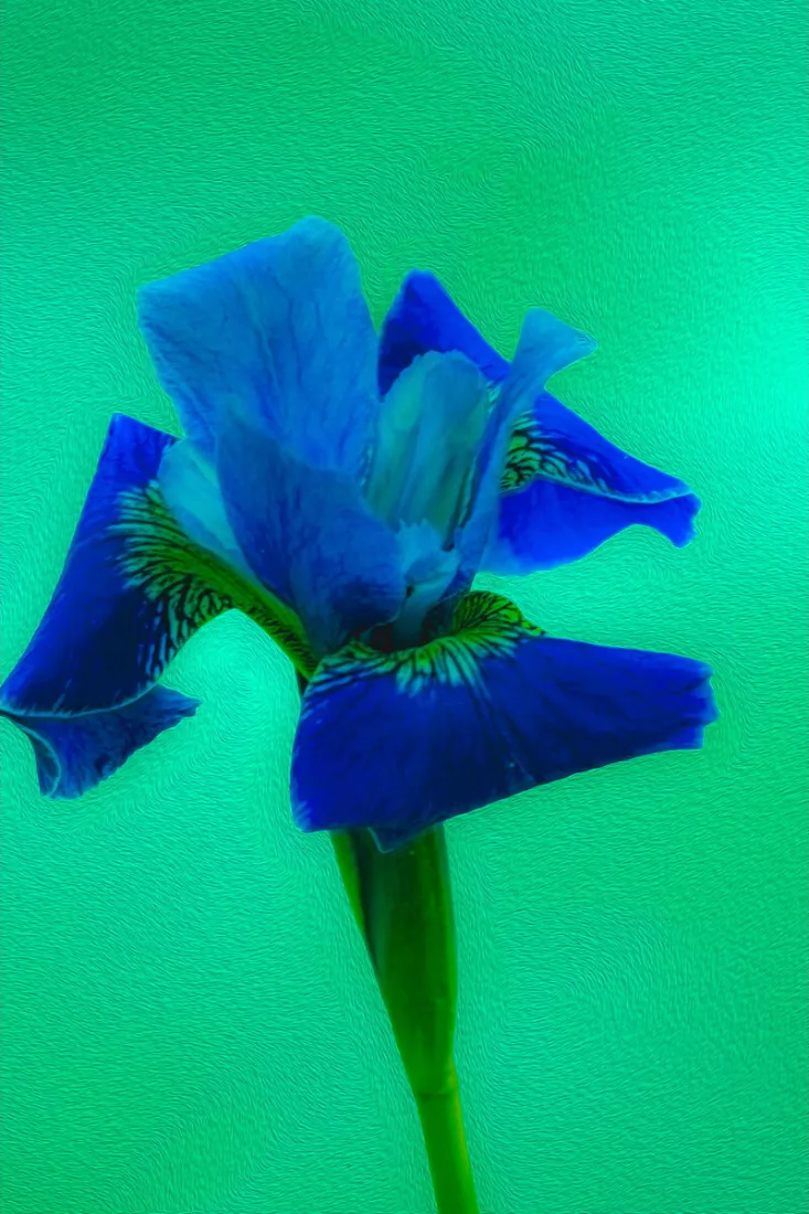 Blauwe iris met golvende bloemblaadjes en een groene stengel tegen een turkooisgroene achtergrond met penseelstructuur.