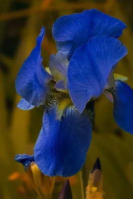 Baardiris in Olijfgroen, de foto
