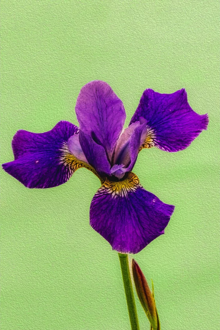 Paarse iris met gele tekening op de bloemblaadjes en een knop onderaan, tegen een lichtgroene achtergrond.