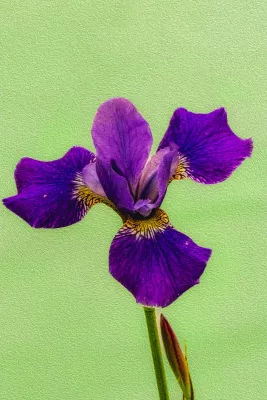 Paarse Iris op Lichtgroen, de foto