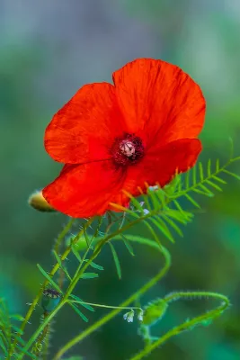 Papaver in Oranjerood, de foto
