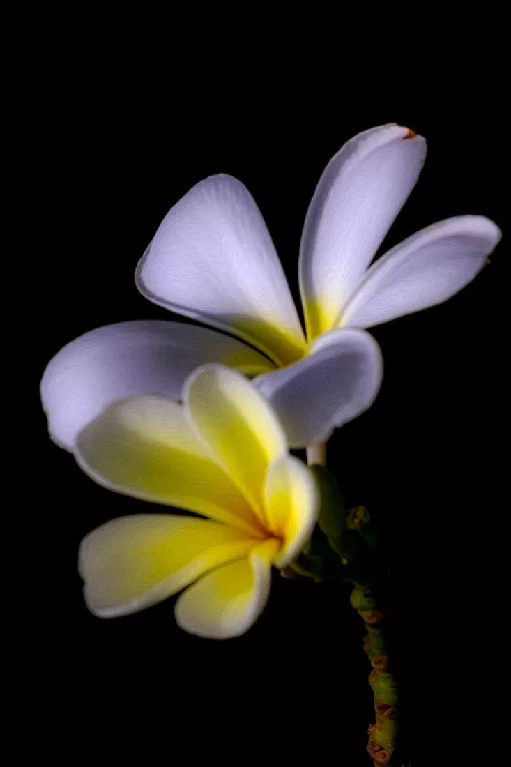 Twee frangipanibloemen met lila en geelwitte bloemblaadjes aan een groene stengel tegen een zwarte achtergrond.