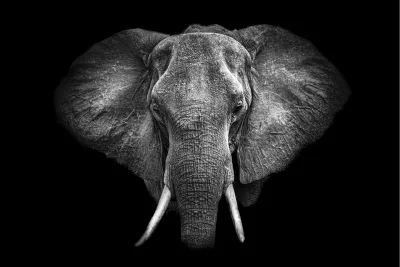 Gentle Giant, de foto