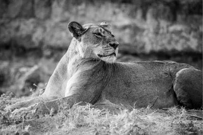 Savanna Queen, de foto