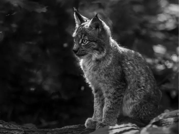 Jonge lynx zit op een boomstam en kijkt opzij, met tegenlicht op de vacht en een donker bos
