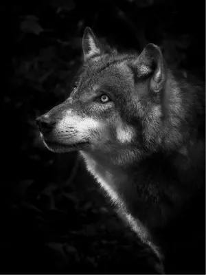 The Wolf, de foto