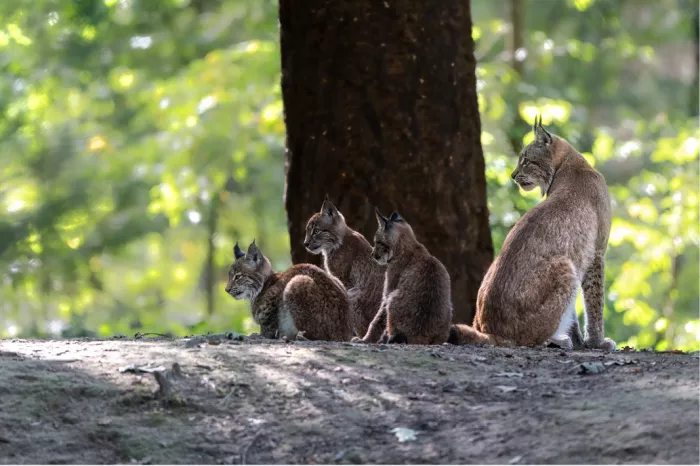 Moeder lynx met drie jongen op een bosrichel naast een boomstam, met fris groen bladerdek