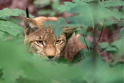 The Invisible Hunter, de foto