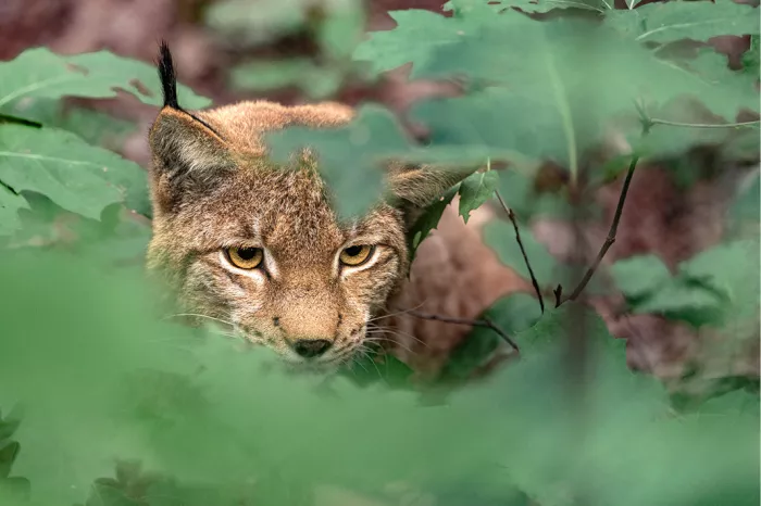 Kop van een lynx met oranje ogen die tussen groene bladeren door kijkt
