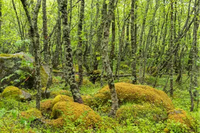 Roots and Moss, de foto