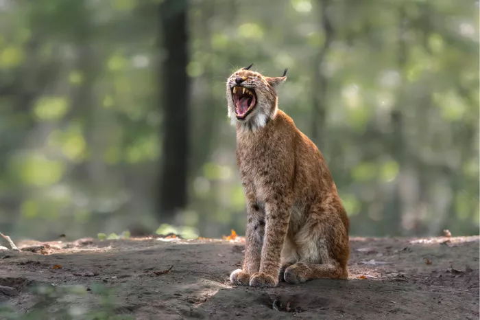 Zittende lynx die breed geeuwt op een bosbodem met een wazig groen bos erachter