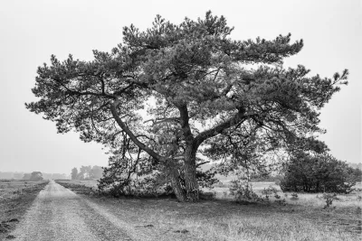 Spirit of the Field, de foto