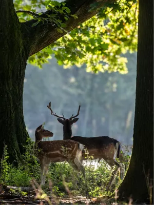 Morning Light, de foto