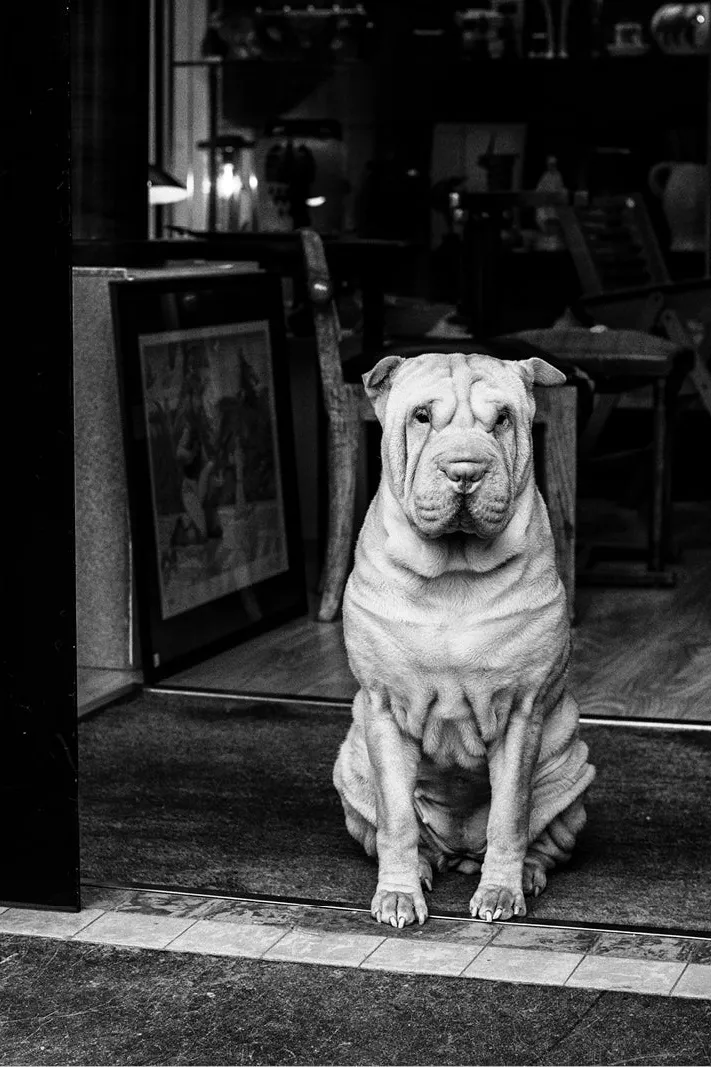 Shar pei met gerimpeld gezicht zit rechtop in de deuropening van een winkel, in zwart-wit