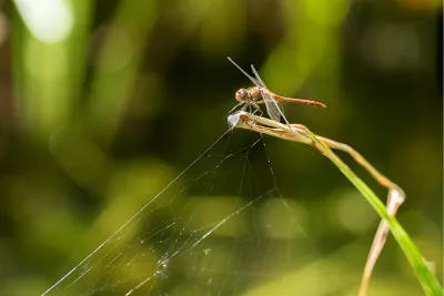 Red Dragonfly, de foto