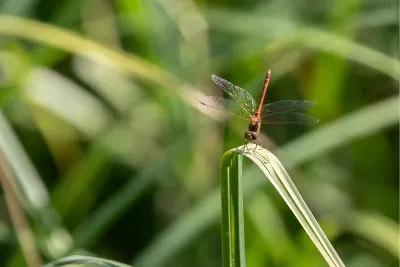 Balancing on a Blade, de foto