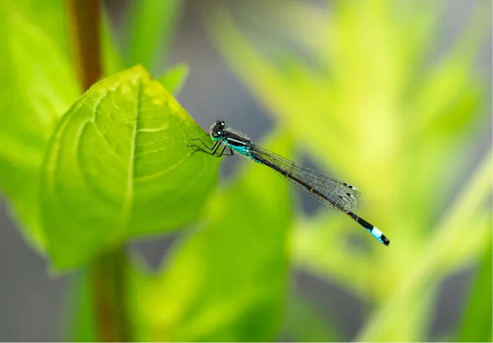 Blauwe waterjuffer op de rand van een fel verlicht groen blad met wazig groen erachter