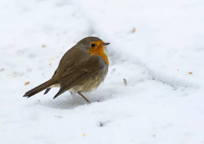 Brave Little Robin, de foto