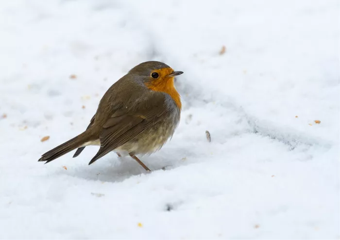 Roodborstje in verse sneeuw tussen verspreide zaadjes