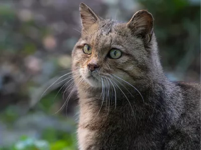 Wildcat, de foto