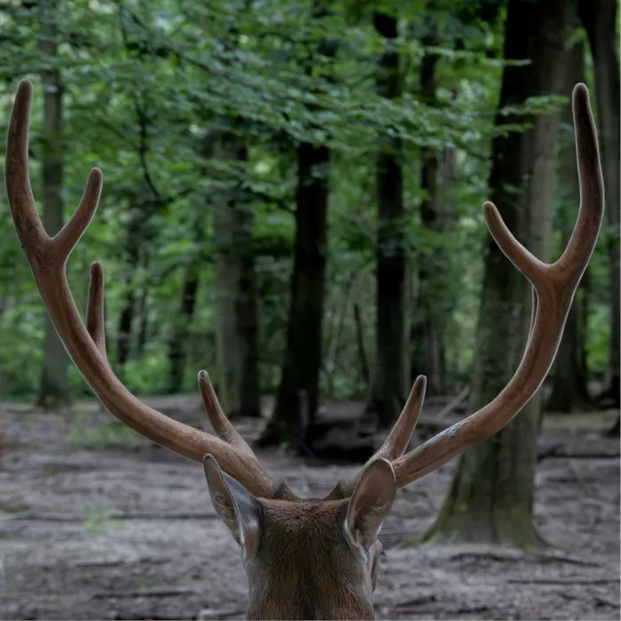 Hert van achteren met een groot vertakt gewei, kijkend een groen loofbos met hoge stammen in