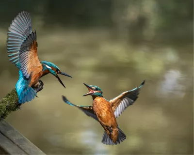 De Fluistering van Vuurvleugels, de foto