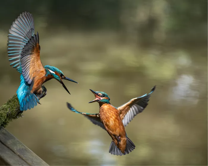 Twee ijsvogels die in een flits van kleur en beweging elkaar in de lucht raken — een kort, betoverend natuurmoment.