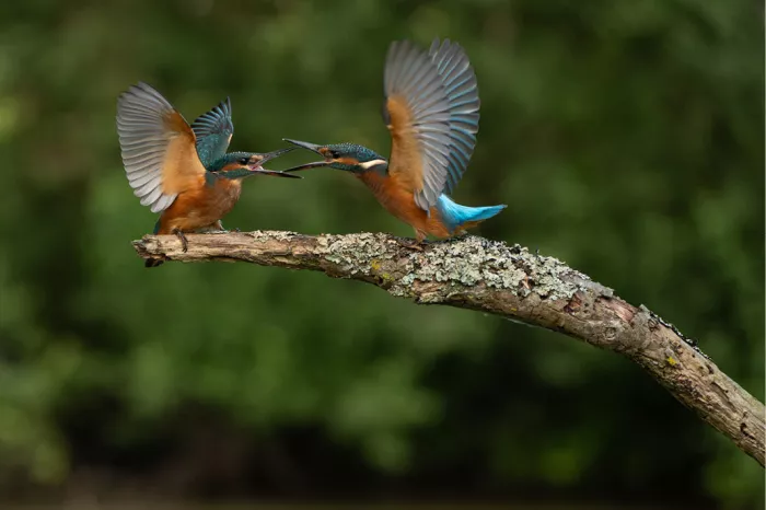 Twee ijsvogels die elkaar op een met mos omhulde tak ontmoeten, hun vleugels een vurige dialoog van kleur en energie.