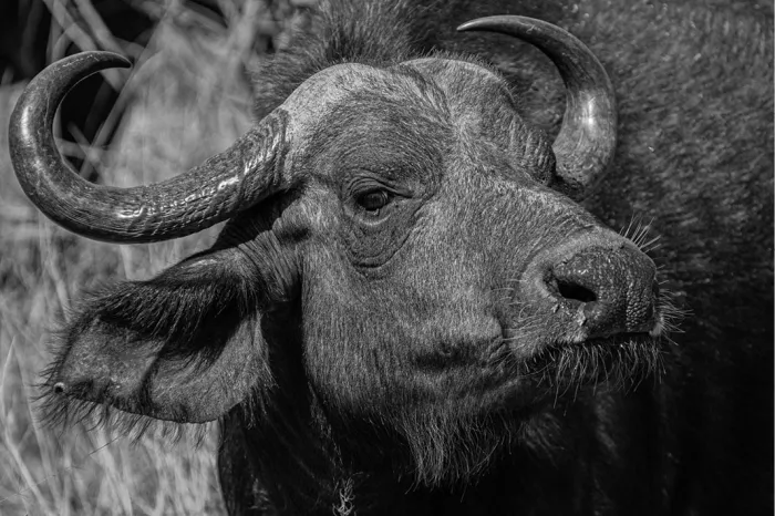Kop van een Afrikaanse buffel met zware gebogen hoorns voor droog gras, in zwart-wit