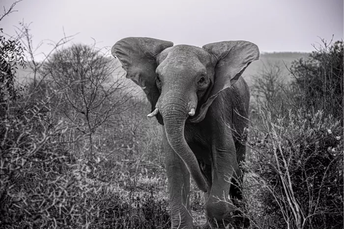 Olifant met uitstaande oren die tussen kale struiken op de kijker afstapt, in zwart-wit