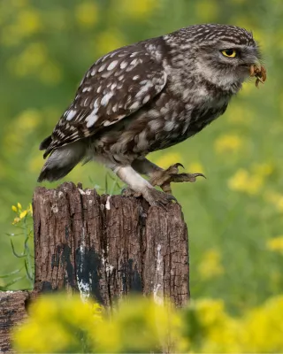 Uilenhapje, de foto