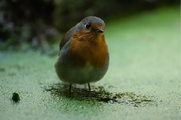 Roodborstje met oranje borst op een groene, mosachtige ondergrond