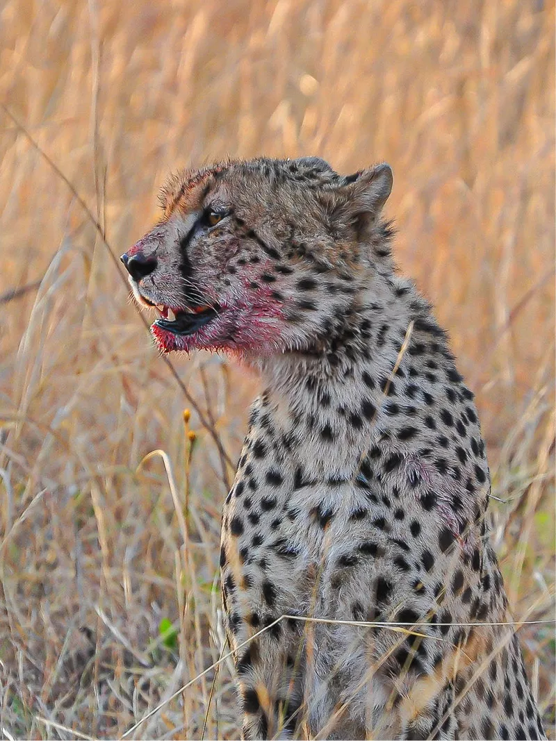 Cheeta met roodgekleurde snuit na de jacht, zittend in hoog droog gras