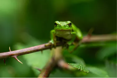 Waar Groen de Geheimen Fluistert, de foto