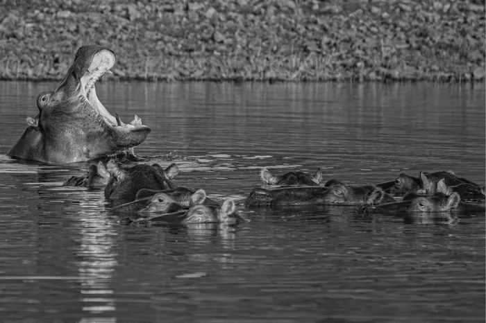 Nijlpaard met wijd open muil in het water, tussen een groep half ondergedoken soortgenoten, in zwart-wit