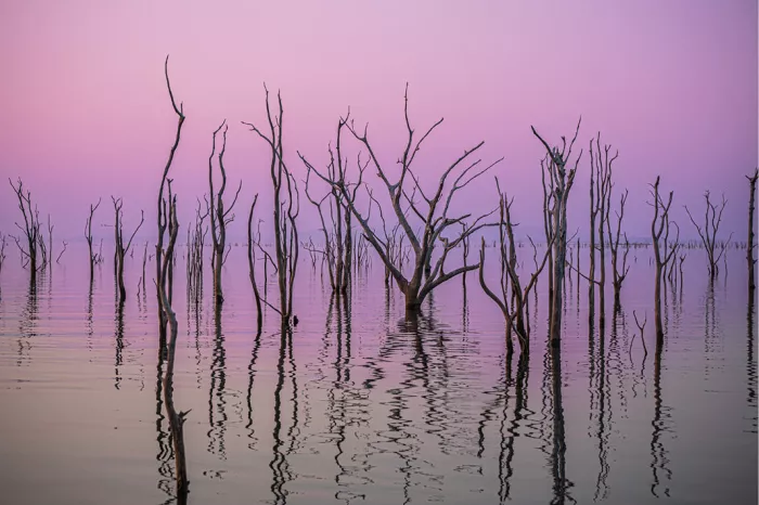 Dode boomstammen die uit stil water oprijzen onder een roze en paarse avondlucht