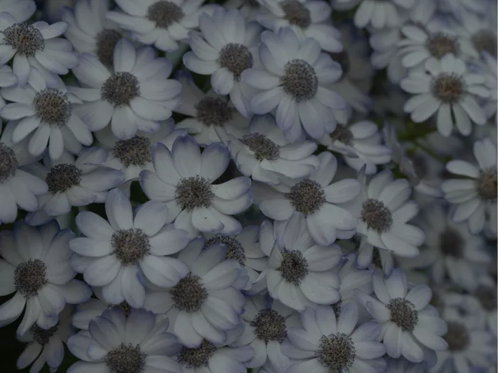 Dicht opeengepakte lichte bloemen met donkere harten in blauwgrijze pasteltinten