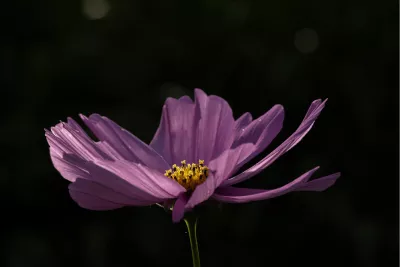 Nachtpurper, de foto