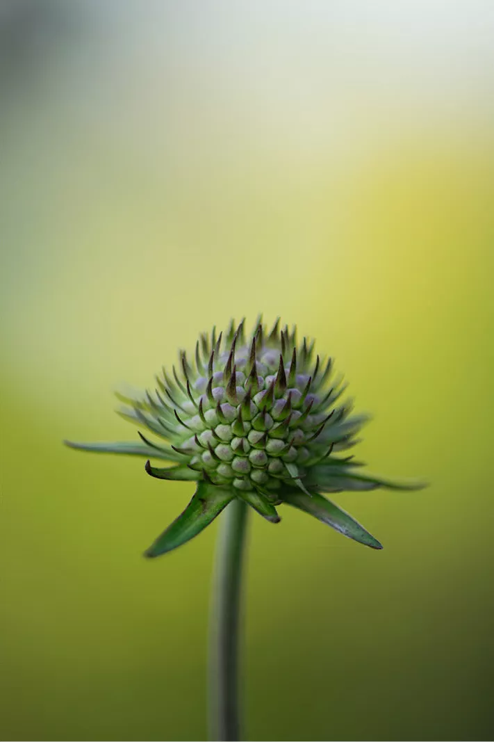 Groene bolvormige bloemknop op een rechte steel tegen een wazige achtergrond van wit naar groen