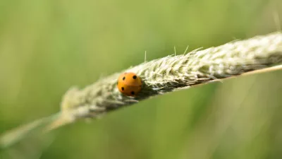 In het Groen, de foto