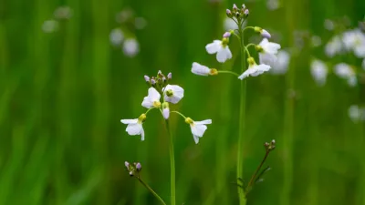 Lente in Detail, de foto