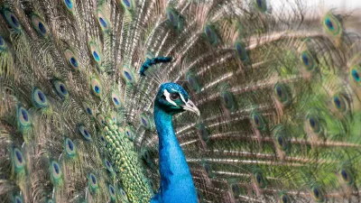 Pauwenpracht, de foto