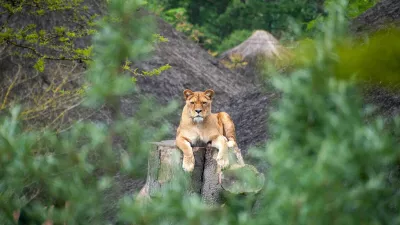 Verborgen in het Groen, de foto