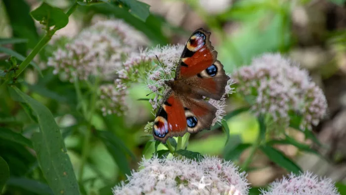 Een vlinder rust tussen zachte bloemen en frisse groentinten