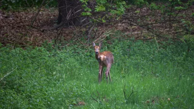 Natuurlijke Rust, de foto