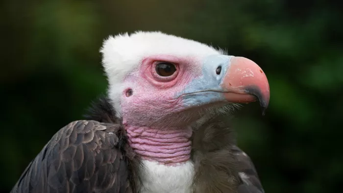 Van dichtbij onthult de natuur haar meest indrukwekkende vormen en texturen