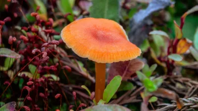 Herfstgloed, de foto