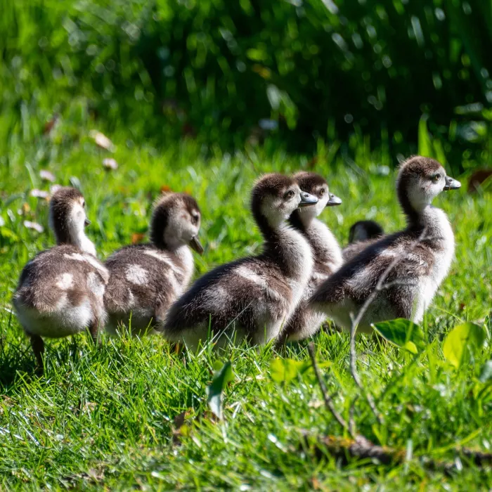 Nieuwsgierige blikken en kleine stappen in de natuur