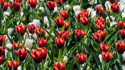 Kleurcontrast, de foto